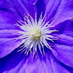 Springing into Winter